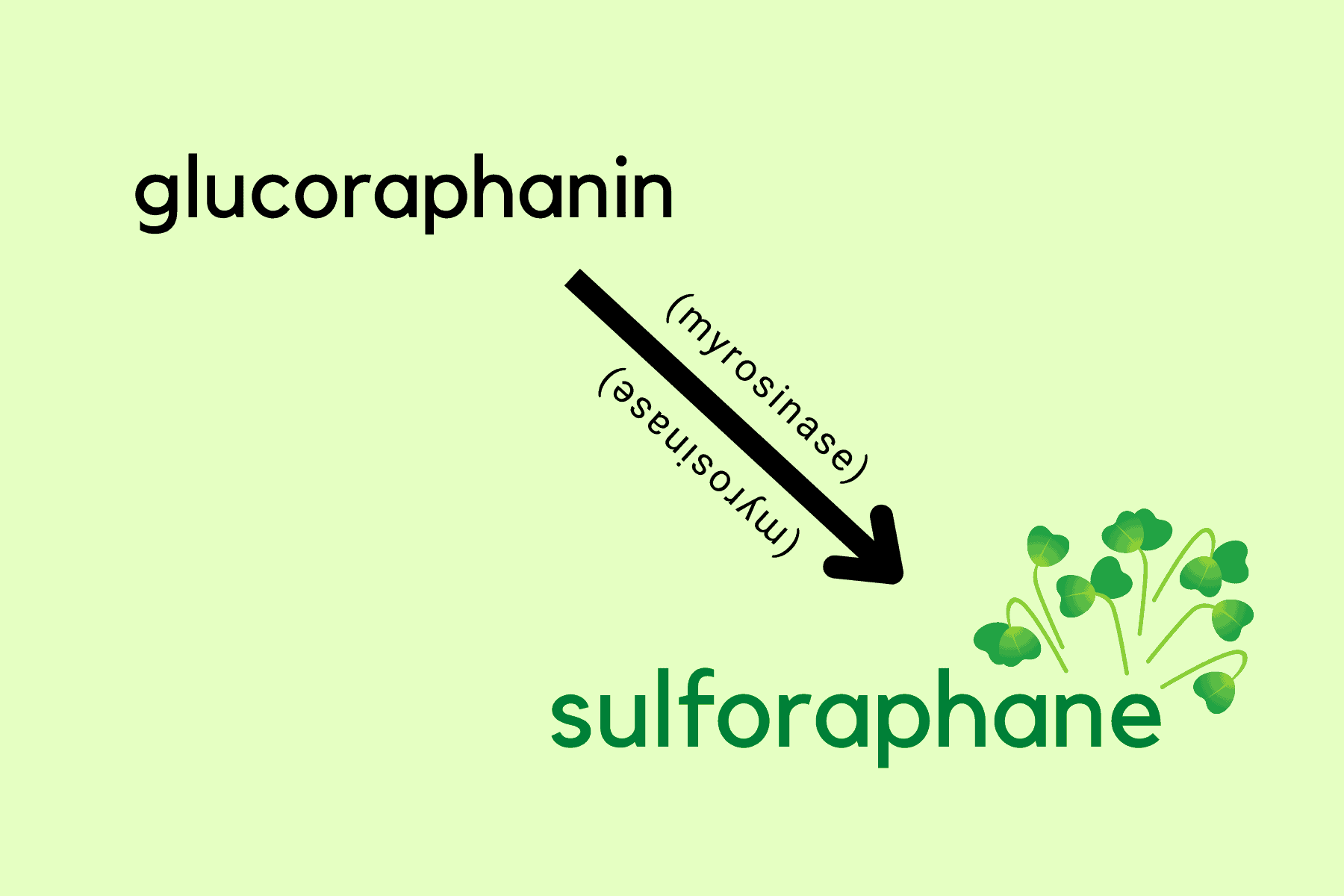 glucoraphanin to sulforaphane via myrosinase enzyme graphic