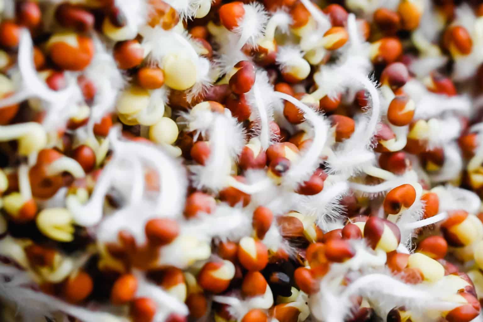 Growing Broccoli Sprouts for Highest Sulforaphane (StepbyStep Guide