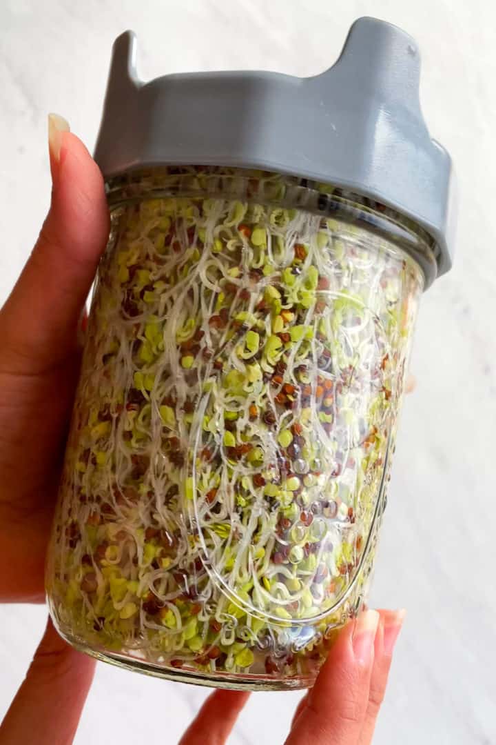 Growing Broccoli Sprouts for Highest Sulforaphane (StepbyStep Guide