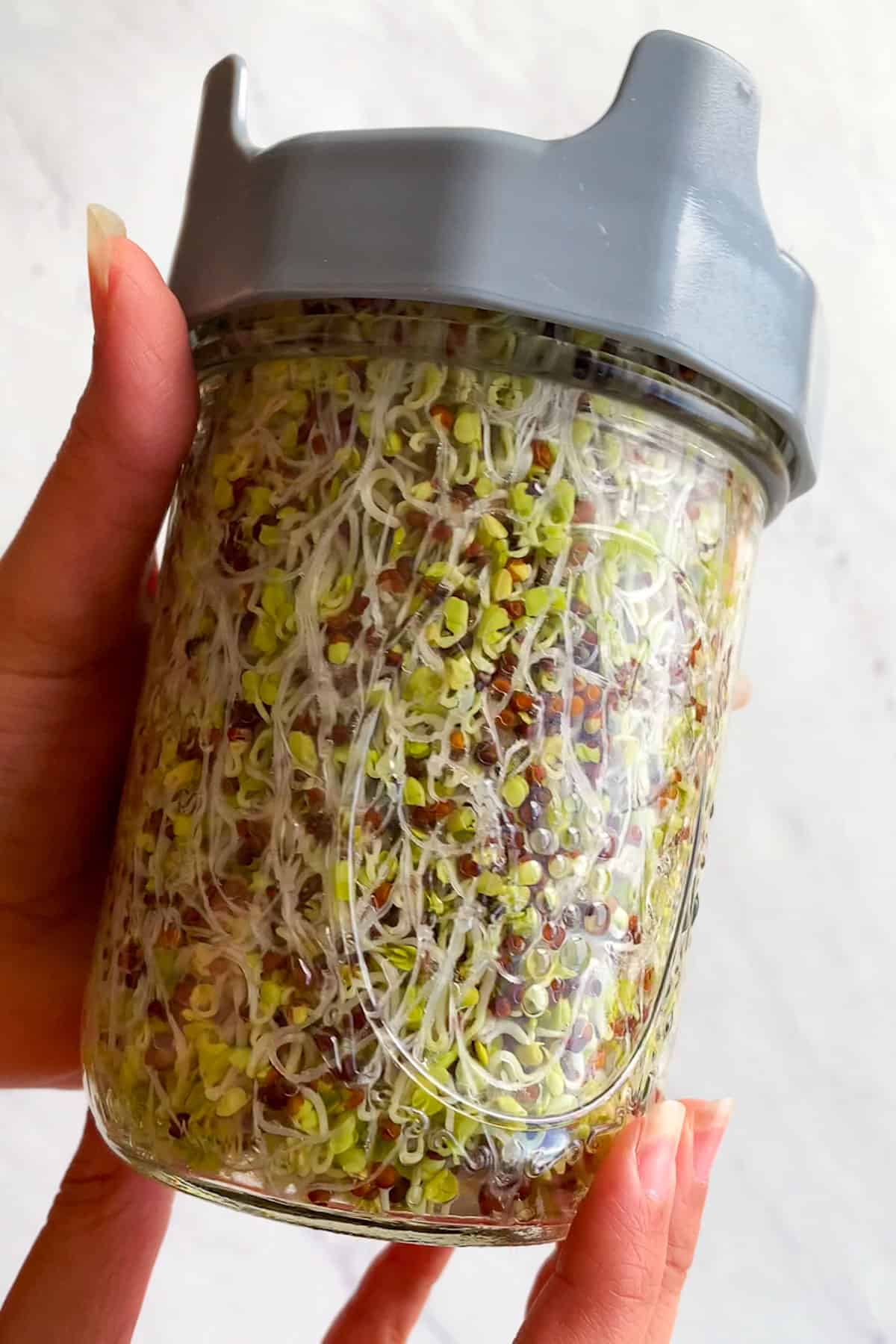 green broccoli sprouts in a pint mason jar