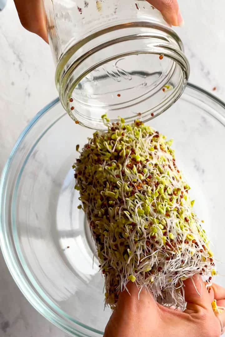 Growing Broccoli Sprouts for Highest Sulforaphane (StepbyStep Guide) Aegean Delight