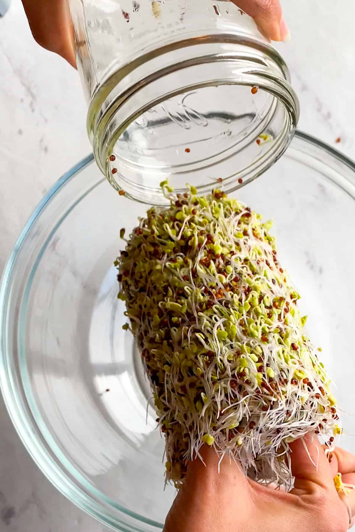 Growing Broccoli Sprouts in a jar