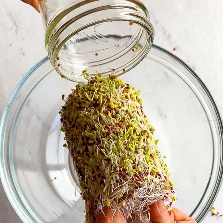 Growing Broccoli Sprouts for Highest Sulforaphane (StepbyStep Guide) Aegean Delight