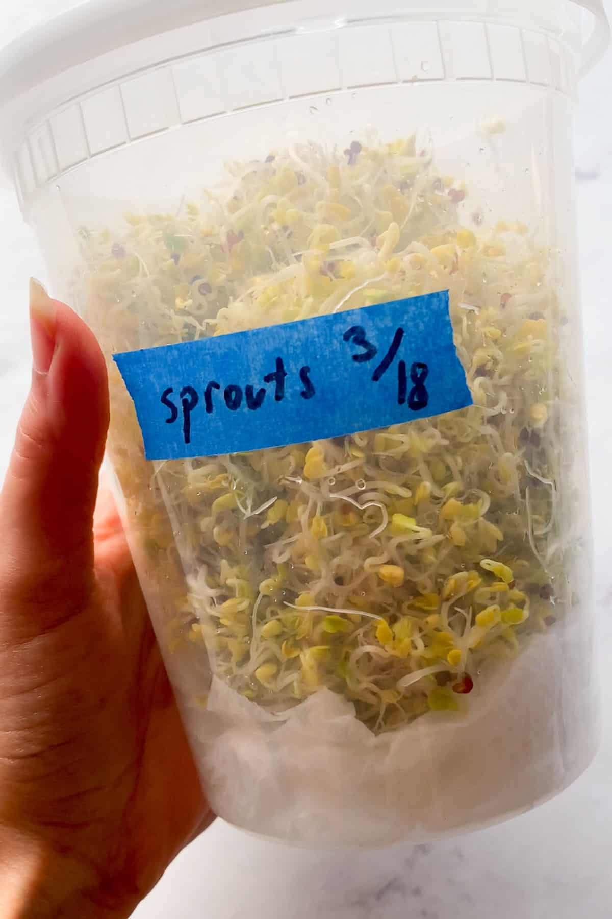 saved broccoli sprouts in a plastic container