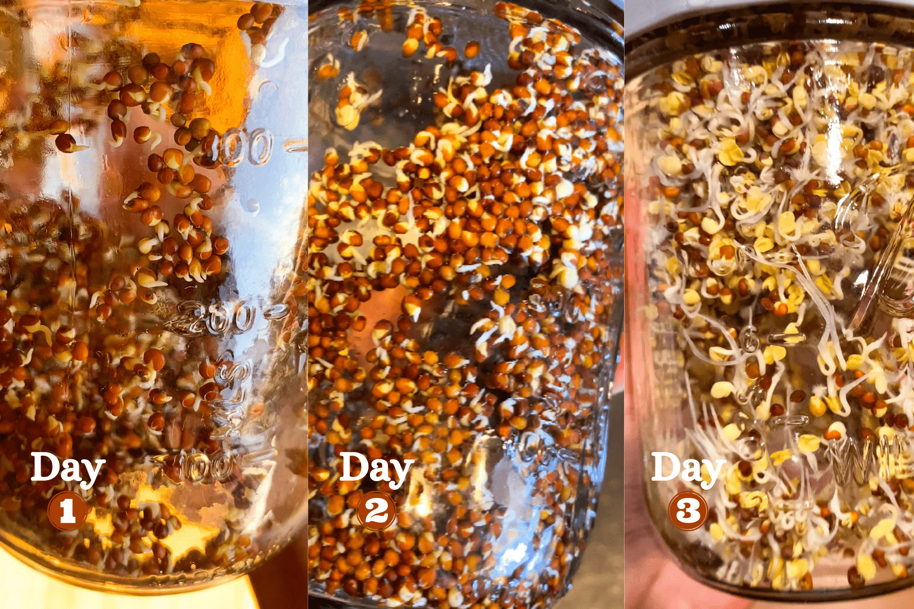 broccoli sprouts on different days