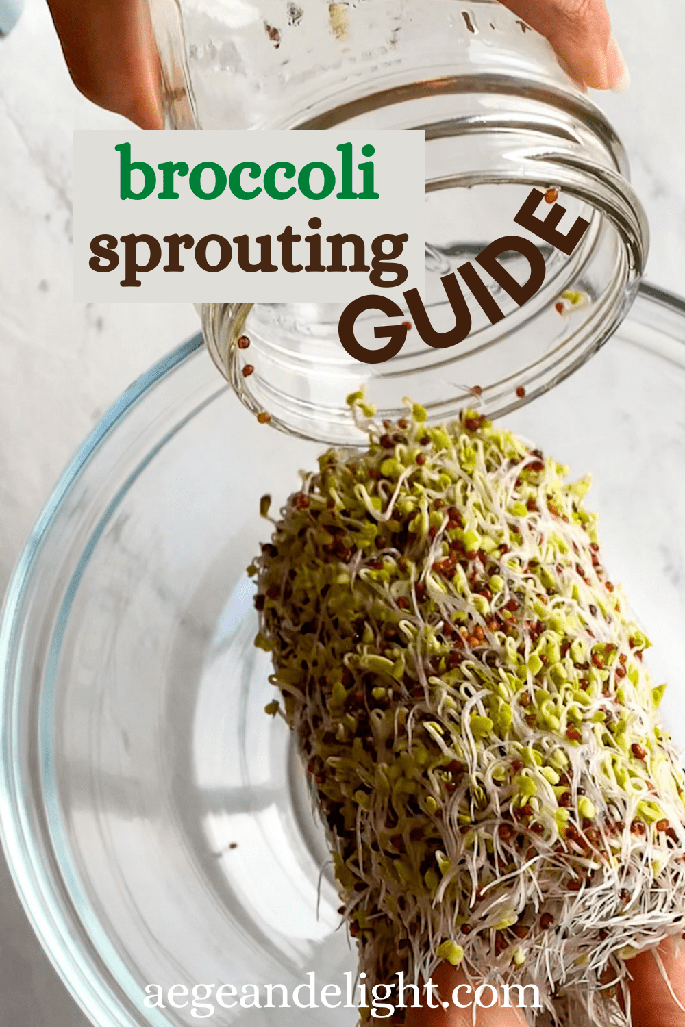 Growing Broccoli Sprouts for Highest Sulforaphane (Step-by-Step Guide)